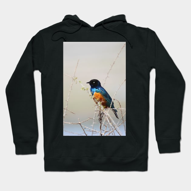 Superb Starling, Kenya Hoodie by Carole-Anne